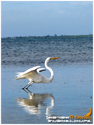 kayak et toile de mer guadeloupe