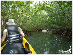 kayak mangrove