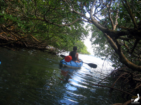 guadeloupe kayak, kayak mer