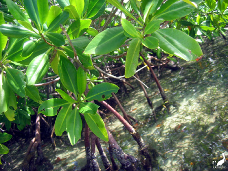 guadeloupe kayak, kayak mer