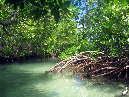 guadeloupe kayak, kayak mer