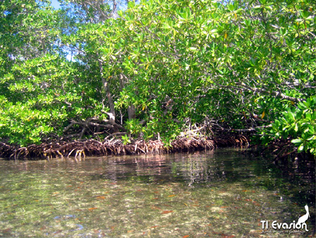 guadeloupe kayak, kayak mer