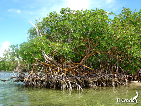 guadeloupe kayak, kayak mer