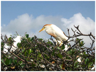 Garde Boeuf: Mangrove Guadeloupe