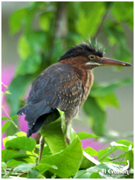 Le Hron Vert en Guadeloupe