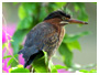 voir la page Heron vert oiseaux de Guadeloupe
