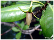 Le fruit du Paltuvier Rouge