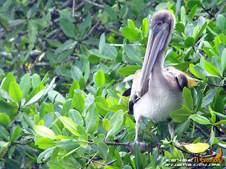 kayak guadeloupe - kayak mer