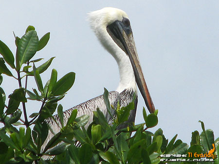 kayak guadeloupe - kayak mer