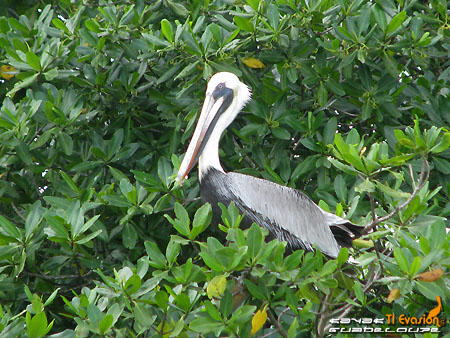 kayak guadeloupe - kayak mer