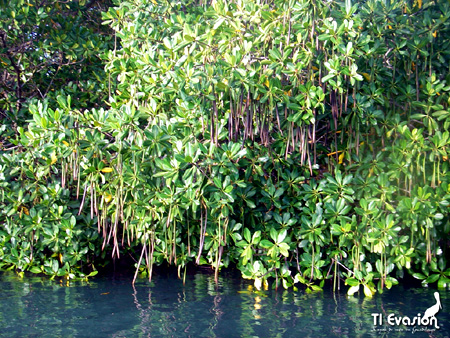 kayak guadeloupe - kayak mer