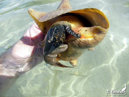 kayak guadeloupe - kayak mer