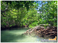 photo mangrove guadeloupe
