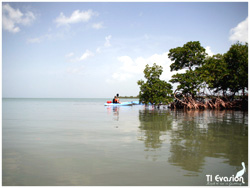 kayak mangrove