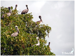 pelican paletuvier