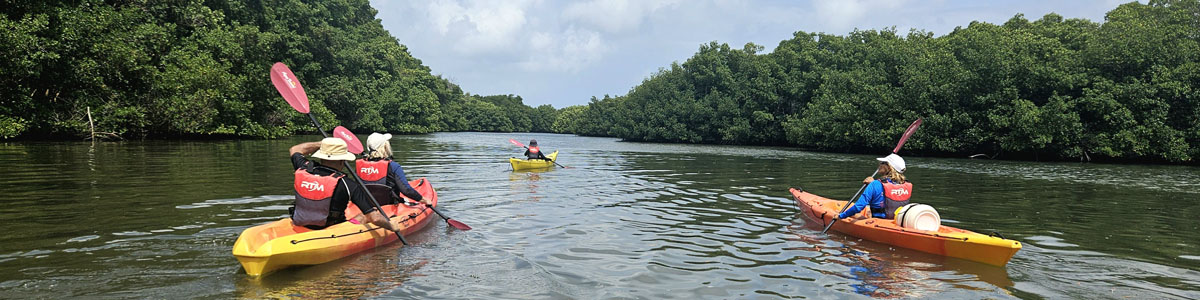 Visite mangrove nature kayak Ti-Evasion Guadeloupe