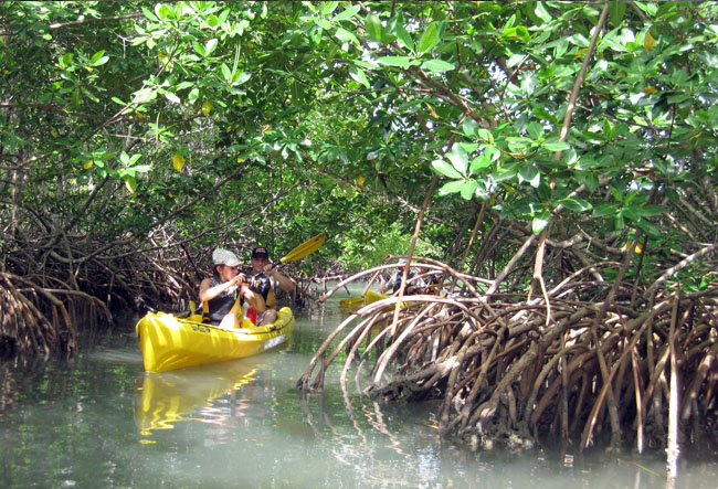 Kayak en mangrove Guadeloupe Ti-Evasion Eco-Rando - Exploration nature entre palétuviers