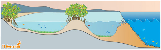 Plage et îlet corallien