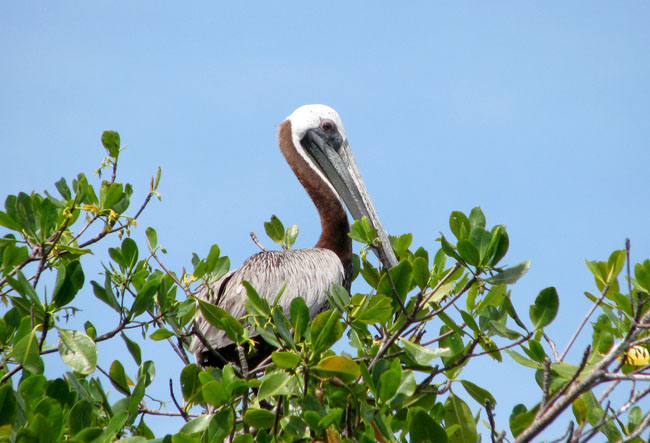 Pélican kayak Guadeloupe nature découverte mangrove