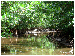 kayak mangrove